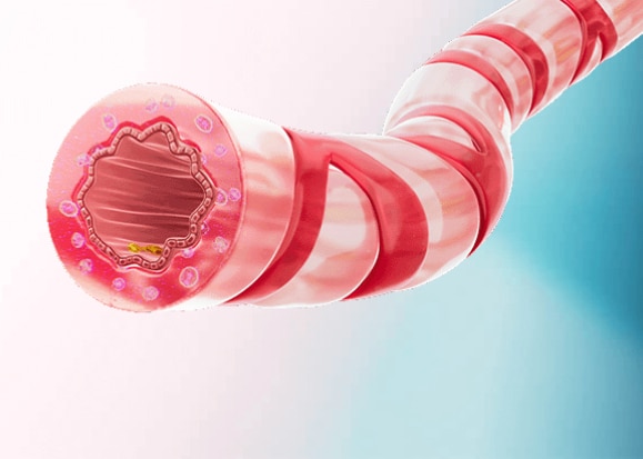 Illustration of a cross-section of a blood vessel showing layers of the vessel wall and flowing blood cells in an asthma pulmonology study.